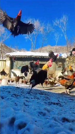 Inside China’s “Chicken Army” Farm – The Most Organized Poultry System in the World! 🐔 #china