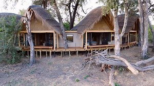 Witness the wildlife in action at Tawana. At our luxury new lodge Tawana, the wildlife viewing is proving to be off the charts, and our latest camp video is a testament to this. The lodge is located in Moremi Game Reserve, a magical corner of Botswana renowned for high concentrations of game. Here the wildife wanders, unhindered, right through the heart of the camp, and when you are out on game drive you'll experience some of the most spectacular sightings imaginable. Here's what you can expect 