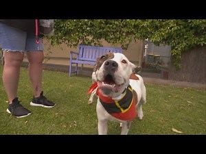 SPCA dogs made the cute, four-legged stars of new Warehouse ad campaign