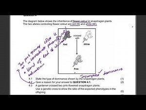 Grade 12 Genetics Incomplete Dominance Exam Question| Monohybrid Crosses| Genetic Cross|Life Science