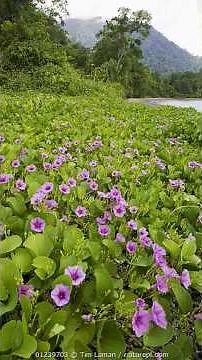 When the Beach Starts Blooming 💜🌊 | Morning Glory Magic You Can’t Ignore!