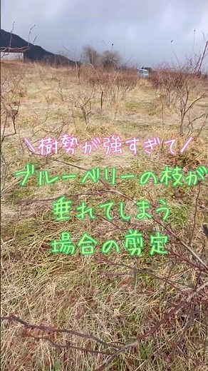 ブルーベリー「樹勢が強すぎて枝が垂れ下がる場合」の剪定 #ブルーベリーの森あづみの #ブルーベリー栽培 #ブルーベリーの剪定 #幸せフルーツ工房 #農業