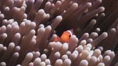 Anemone et poisson clown sous l’eau dans l’océan de la faune des...