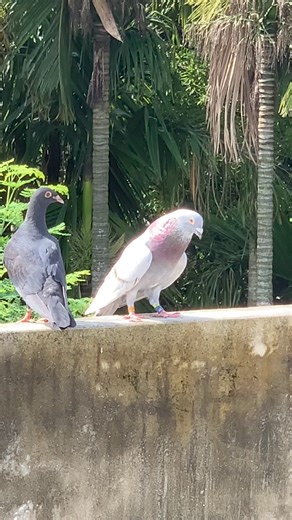 324K views · 2.1K reactions | Why he is doing this? #pigeon #highlights | Fighters Of The Sky | Facebook