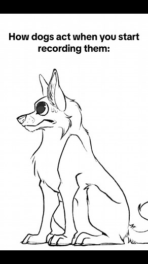 Dog Camera Moving Meme - Funny Pet Animation