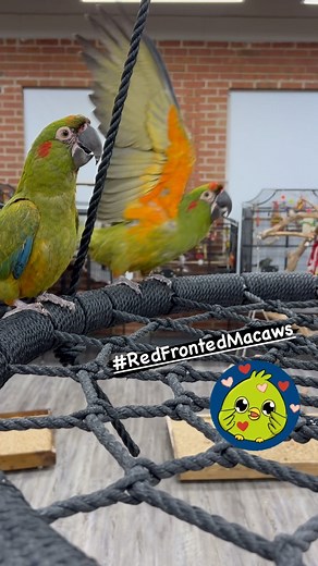 1.4K views · 252 reactions | Baby Red Fronted Macaws ❤️列 #redfrontedmacaw #redfrontedmacaws #redfrontmacaw #redfrontedparrot #macaw #macaws #macawlove #macawparrot #macawlife #macawsofinstagram #macawsofig #babyanimals #babyparrot #cutebirds #cuteanimals #happyparrot #parrot #parrots #parrotlife #loveparrots #parrotlove #parrotsofinstagram #parrotsofig #parrotstars #parrotstarsarlingtonheights | Parrot Stars | Facebook