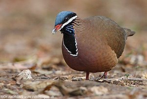 Blue headed quail dove - Alchetron, The Free Social Encyclopedia