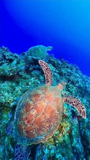 SEA Turtles Hanging Out Coral Reefs!