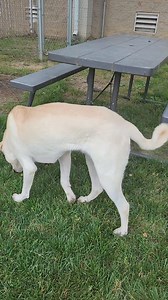 31K views · 974 reactions | Butters is a young 11 month old Pyrenees...