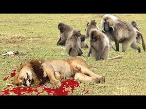 ヒヒ本当の戦い対ライオン - 動物の世界 - 最高の攻撃 2016