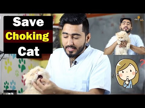 Choking in Cats || Heimlich Maneuver || How to remove choking? || Vet Furqan Younas