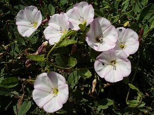 Convolvulus arvensis - Alchetron, The Free Social Encyclopedia