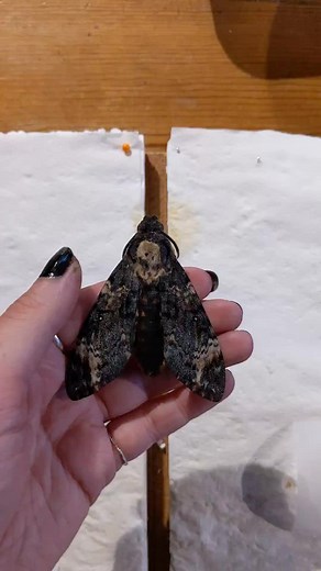 Setting a Real Deaths Head Hawk Moth in Real Life