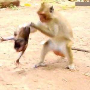105K views · 1K reactions | Bad adult monkey block small baby monkey keep not allow back mom for play rough as toy #MonkeyPage | Monkey Page | Facebook