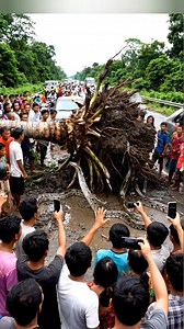 amazing python nesting in coconut tree roots😱 #fyp #reels #viral #world #animals | Andri