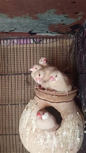 Fawn Java pair with five Chicks self chicks