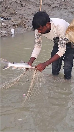 How to hunt fishes by using net in less water #Fishhunting2