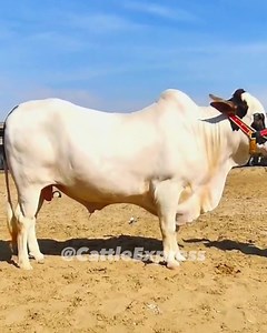 33 shares | Shorts Videos Of Cow Mandi Karachi | Karachi Cow Mandi 2023 | Biggest Buffalo Video | Cattle Express. . . . . . . . . #cow #cows #farm #cowsofinstagram #cattle #animals #nature #farmlife #milk #calf #love #farming #animal #cowstagram #dairy #bull #photography #moo #cowgirl #highlandcow #dairyfarm #farmer #k #agriculture #cowlove #babycow #agro #art #vaca #happycows | Cattle Express | Facebook