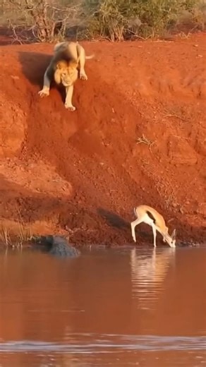 Nature's Unexpected Twist: Lion vs. Crocodile vs. Gazelle! 🦁🐊#lionking #crocodile
