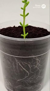 Portulaca (Moss Rose) Growth From Seed to Full Bloom | Ultra Realistic Cinematic Timelapse