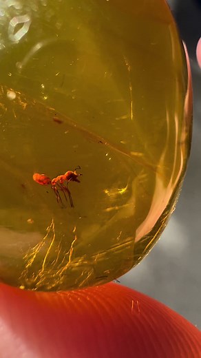 Espectacular hormiga en ámbar dominicano