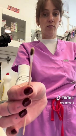 Veterinary Life: A Day in the Life of a Veterinarian