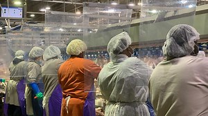 Unions sue USDA over faster chicken plant production speeds. Plants in Mississippi included.