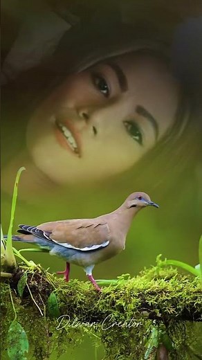 why do birds suddenly appear?