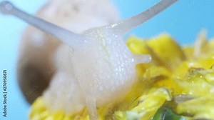 Front extreme close up portrait of Roman snail known as Burgundy snail on black backgroud. It is an edible snail escargot mollusk Helix pomatia, Macro 2:1, 4K - 50fps