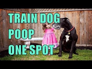 How to Train Dog to Poop One Place | How to Housebreak a Dog