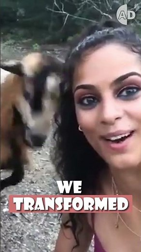 Did Humans Actually Invent Modern Sheep?