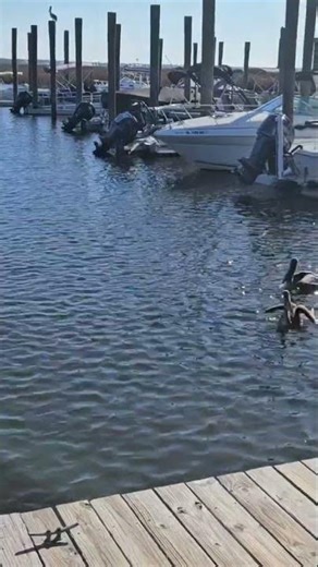 Brown Pelicans. Diamondhead, Mississippi