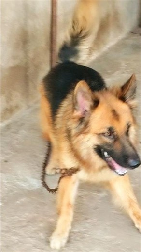 Agressive dog barking sound loudly #germanshepherd #dogvideos #dogsound #shorts