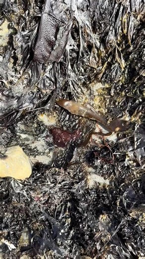 17K views · 810 reactions | Replying to @thebeemaven Not so helpess after all 邏 #NotSoHelpless #Empowerment #BeeMaven #ConfidenceBoost #fblifestyle | Marine biology | Facebook