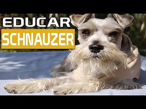 Como EDUCAR a un SCHNAUZER Miniatura | 6 Consejos para ENTRENAR a tu SCHNAUZER