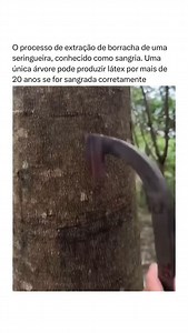 Imagine caminhar pela floresta tropical nas primeiras horas da manhã, onde o ar fresco carrega o cheiro úmido da vegetação. É nesse cenário que acontece o delicado ritual da sangria — o processo ancestral de extração do látex da seringueira (Hevea brasiliensis), uma árvore que, quando bem cuidada, pode oferecer sua seiva preciosa por mais de 20 anos. A técnica da sangria não é apenas um trabalho manual, mas uma verdadeira arte. Com uma lâmina afiada, o seringueiro faz uma incisão rasa e precisa 