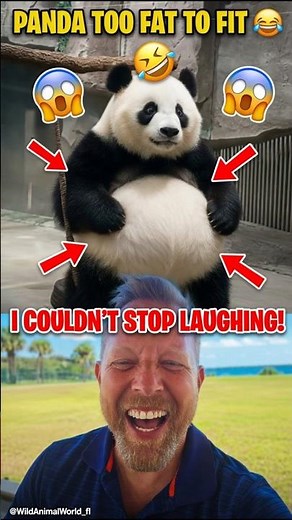 Reacting to Panda Too Fat To Fit 😂 Wild Animal World vs The Living Planet!