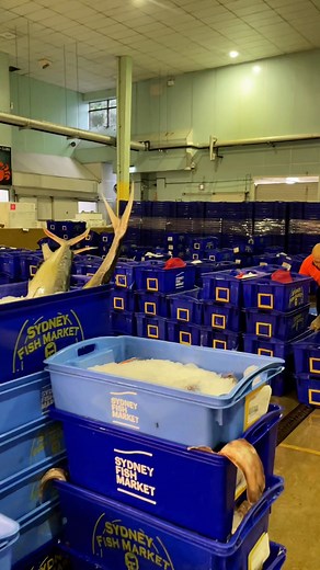 12K views · 116 reactions | POV: You’re behind the scenes at Sydney Fish Market, catching the auction floor in full swing. Book a tour and see where it all begins...before the sun’s even up. https://www.sydneyfishmarket.com.au/Home/Tours/Behind-the-Scenes-Tours | Sydney Fish Market | Facebook