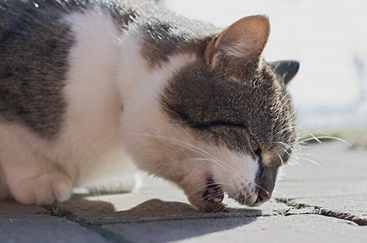 Cat Vomiting: Causes, Symptoms, & Treatment - Cats.com