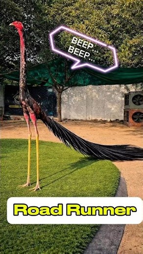 Road Runner 🐓. #shorts #ai