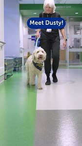11K views · 92 reactions | Meet Dusty!  The therapy dogs in our Pawprints program provide patients and their families with a healthy diversion from the usual hospital routine and an opportunity for social interaction. Dogs like Dusty can make a hospital stay more comfortable and friendlier. Many thanks to our friends at NutriSource Pet Foods for funding this program. | Boston Children’s Hospital | Facebook