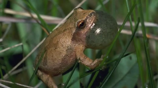 Jeepers, creepers, do you hear the spring peepers? P.E.I. tree frogs singing spring's arrival