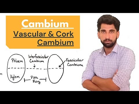 Plant Anatomy _ Cambium ( Vascular & Cork Cambium) By Mushtaq Saqib