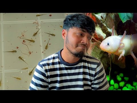 Axolotl বাচ্চা গুলো মারা গেছে 😔