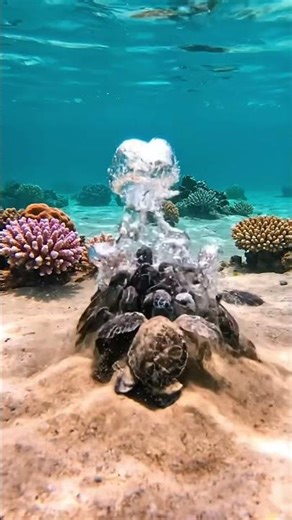 ASMR58: 🦈🐢 Sharks, Turtles, Eels & More | Ocean ASMR for Deep Sleep & Relaxation 🌊