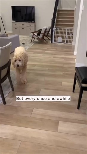 12K views · 137 reactions | Via @cockapoo_corner He thinks he’s invisible 﫥凉 : @avaberrylane | Cockapoo Dog | Facebook