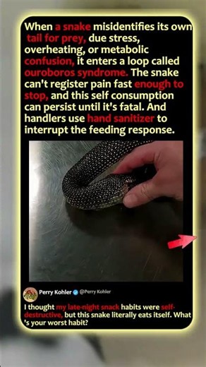 Why This Snake Is Eating ITSELF! 🐍 #Nature #Wildlife #Educational