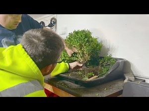 Creating a Boxwood (Buxus) Bonsai from Supermarket Tree