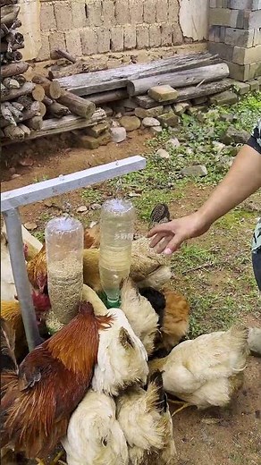 Build This Before Buying an Expensive Feeder #diy #farming #homesteading #chicken
