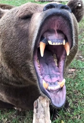 Meet Screech: The Well-Behaved Grizzly | Holiday OREOke